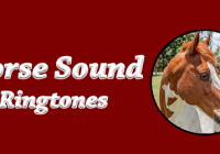 Horse ringtones