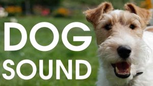 dog song mp3 ringtone download