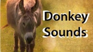 Donkey ringtone