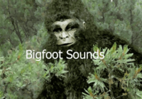 BigFoot Sounds