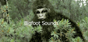 BigFoot Sounds